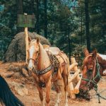 pexels-photo-15925197