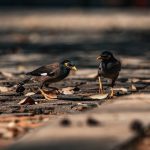 pexels-photo-31475810